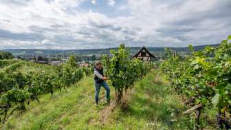 Visite guidée De la vigne au verre Stein am Rhein