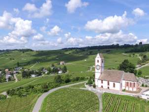église St. Moritz à Hallau avec des vignes vertes tout autour