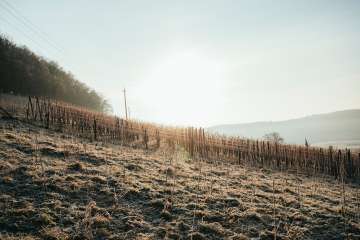 Le soleil brille à plat sur des vignes hivernales dénudées. Le matin, le degré est encore légèrement blanc à cause de la rosée.