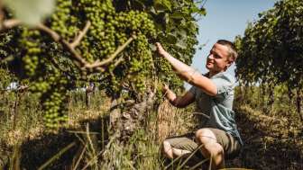 Bringolf Viticulture