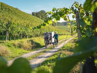 vélo, vignoble, vélo, camping, Osterfingen, Velocamper, safari à vélo, vignes, fin de l'été, septembre, automne