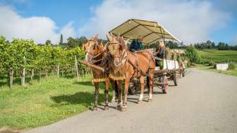 balade en calèche Deux chevaux bruns tirent une calèche. Plusieurs personnes sont assises sur la calèche. La calèche est décorée de fleurs. La route où passe la calèche traverse des vignes.