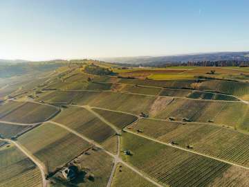 Winterlicher Rebhan mit klarer kühler Luft.