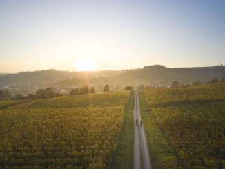 Goldene Rebenlandschaft mit zwei Velofahrende auf dem Feldweg dazwischen.