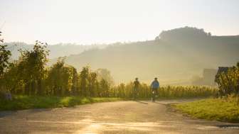 Deux cyclistes traversent les vignes dans la lumière dorée du soir.