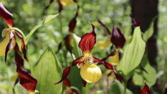 Réserve naturelle "Tannbüel