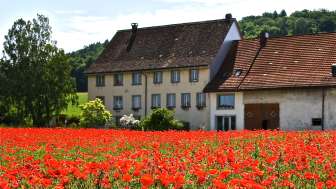 Ferme biologique Tappolet Ferme biologique Tappolet