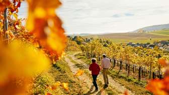 Randonnée automnale à travers les vignes Deux personnes se promènent dans les vignes en automne.