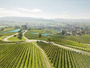 Vue d'en haut sur les vignes en cours de récolte. Des seaux en plastique jaunes et orange sont disposés dans les vignes. En arrière-plan, on voit l'église de Hallau et le village.