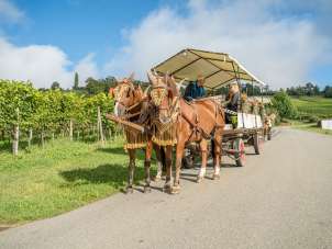 Deux chevaux bruns tirent une calèche. Plusieurs personnes sont assises sur la calèche. La calèche est décorée de fleurs. La route où passe la calèche traverse des vignes.