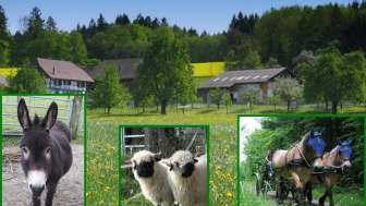 Ferme pour chevaux et ânes Grünegg