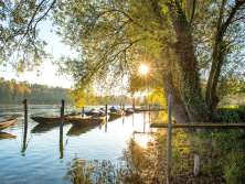Rive du Rhin près de Dörflingen, avec des weidlings dans l'eau. Le soleil brille à travers les feuilles des arbres.
