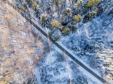 Vue d'en haut sur les sapins enneigés et les arbres dénudés qui brillent au soleil.