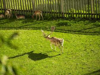 Cerf et chevreuil dans le Munotgrbaen Dans le Munotgraben, sur une prairie, un cerf court et, dans la pénombre, des chevreuils sont debout ou couchés.