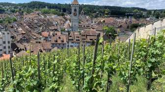 Vignoble Ville de Schaffhouse, service municipal des espaces verts