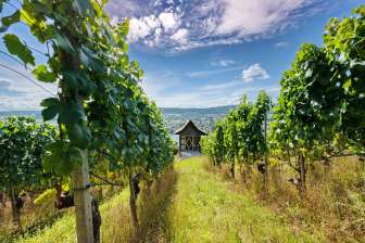 Vignes à Stein am Rhein Vignoble avec une petite maison de vigne. En arrière-plan, une rivière ainsi qu'un paysage vallonné.