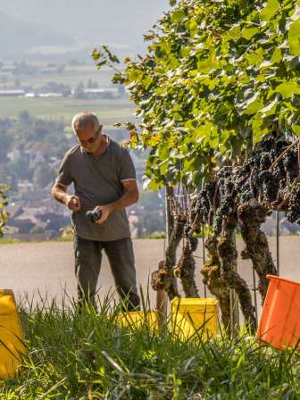 Un homme se tient dans les vignes et récolte des raisins. Les raisins tannés sont placés dans des récipients en plastique jaune et orange.