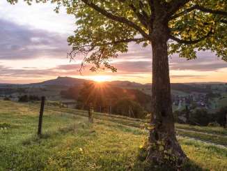 Aussicht von Opfertshofen mit Abendsonne. Im Vordergrund steht ein Baum.