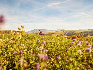 Un couple de randonneurs se tient dans un paysage de rêve. Devant eux s'étend un champ en fleurs et, à l'arrière-plan, on aperçoit les collines de l'Hegau.