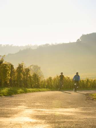 Rheinwelten Deux cyclistes traversent les vignes dans la lumière dorée du soir.