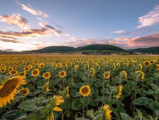 Un immense champ de tournesols en fleurs. Le ciel est teinté des couleurs du soir.