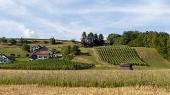 Sigrist Weinbau - Vinification propre