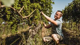 Bringolf Viticulture