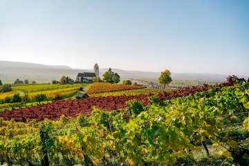 Bergkirche St. Moritz Hallau Blick über grüne und rote Rebberge. Dahinter sieht man eine Kirche auf einem kleinen Hügel.