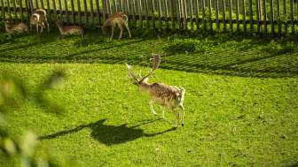 Tierischer Stadtrundgang «See the city»