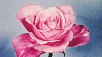Sur un fond bleuâtre se détache une rose rose.