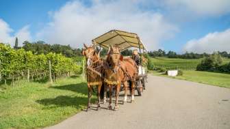 Promenades en charrette à cheval