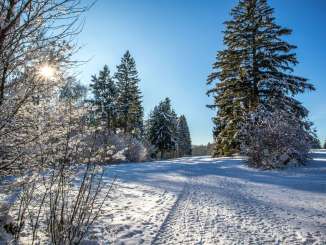 Sur un chemin de randonnée, la manière et dans les arbres, il y a de la neige. Le soleil brille à travers les branches.