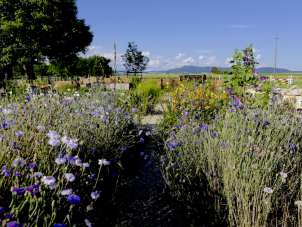 Dans un grand jardin, des fleurs et des herbes aromatiques sont en pleine floraison. De petits sentiers serpentent à travers les parterres.