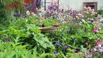 Sentier des jardins d'Osterfingen
