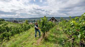 Führung Vom Rebstock ins Glas Stein am Rhein