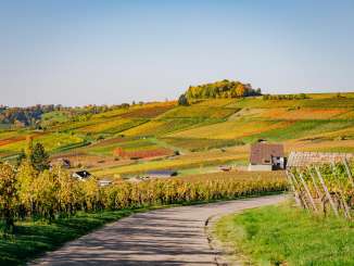 Eine schmale Strasse führt mitten durch einen Rebberg mit schier endlosen herbstlichen Reben.